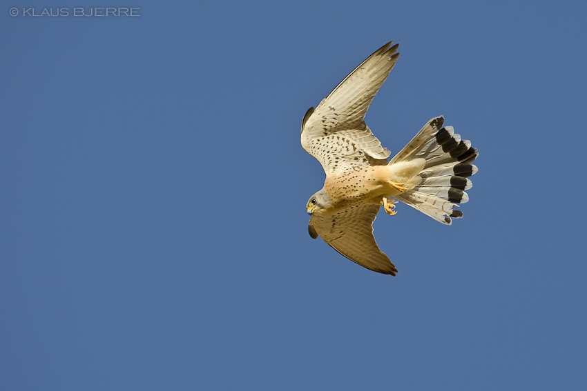 Lesser Kestrel_KBJ7758.jpg - Lesser Kester male - Eilat